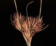Rhynchospora chalarocephala