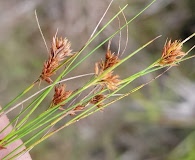 Rhynchospora filifolia
