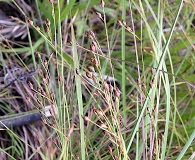 Rhynchospora rariflora