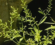 Rorippa sessiliflora