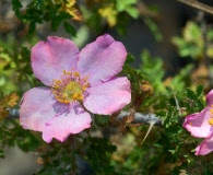 Rosa minutifolia