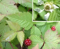 Rubus pubescens