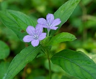 Ruellia strepens