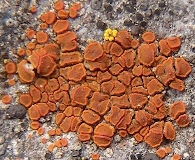 Rufoplaca arenaria