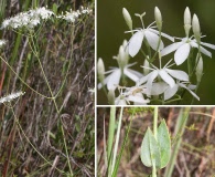 Sabatia macrophylla