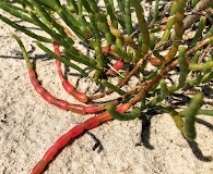 Salicornia ambigua