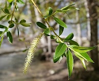 Salix X fragilis
