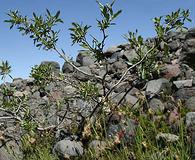 Salix barclayi