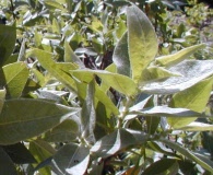 Salix cordata