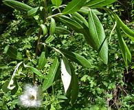 Salix drummondiana