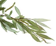 Salix ligulifolia