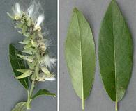 Salix maccalliana