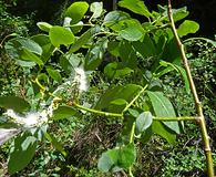 Salix monticola