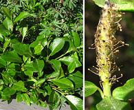 Salix myrtillifolia