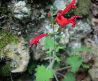 Salvia roemeriana