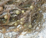 Sargassum filipendula