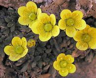 Saxifraga chrysantha