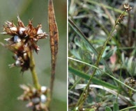 Scleria verticillata