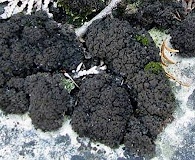 Scytinium lichenoides