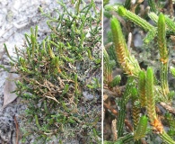 Selaginella arenicola