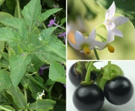 Solanum interius