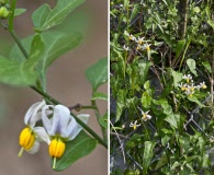 Solanum triquetrum