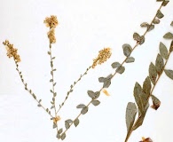 Solidago brachyphylla
