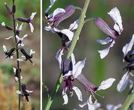 Streptanthus hyacinthoides