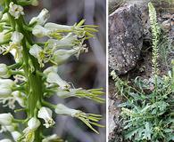 Tellima grandiflora