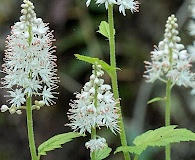 Tiarella austrina