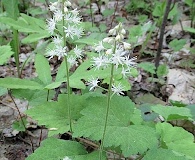 Tiarella stolonifera