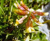 Trifolium haydenii
