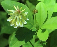 Trifolium howellii