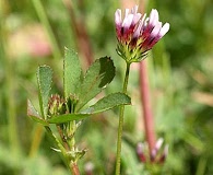 Trifolium variegatum