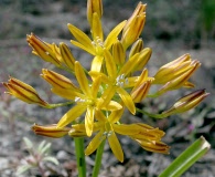 Triteleia montana