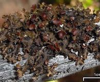 Tuckermanopsis orbata