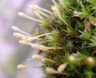 Ulota coarctata