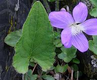 Viola novae-angliae