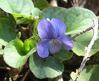 Viola walteri