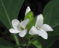 Yeatesia viridiflora