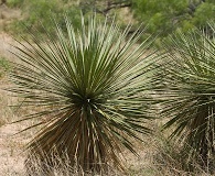 Yucca constricta