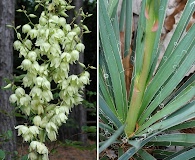 Yucca louisianensis