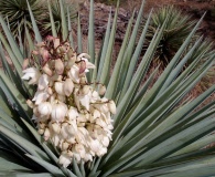 Yucca madrensis